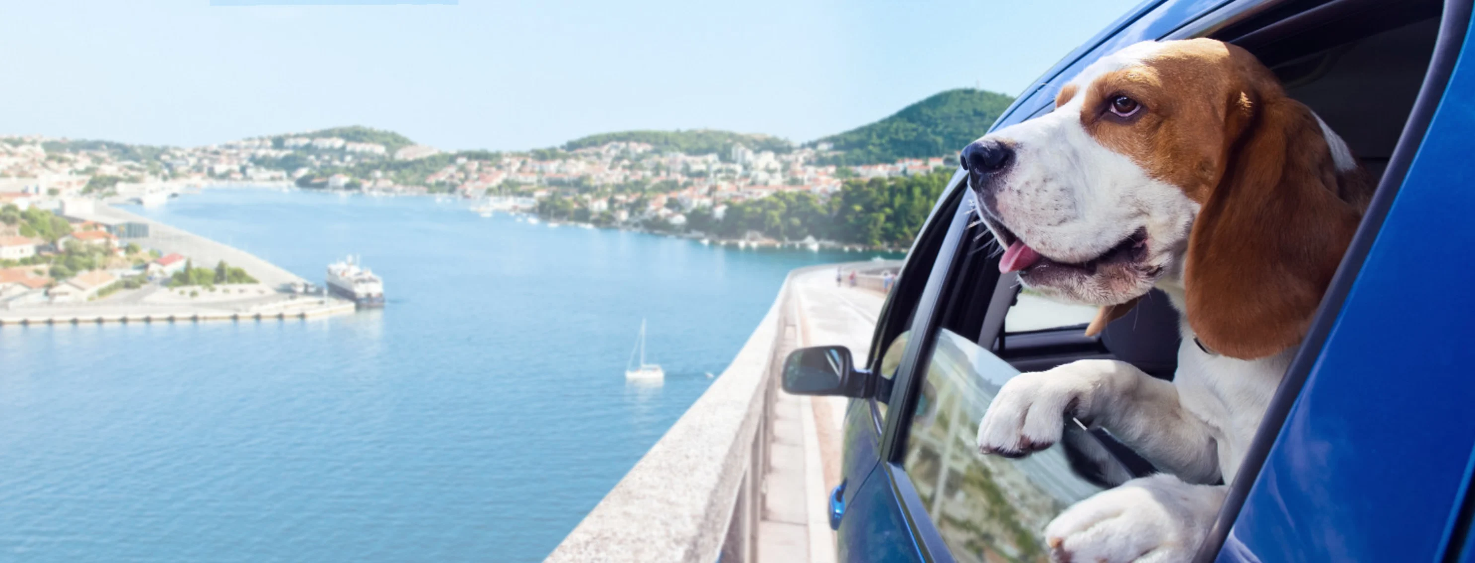 Dog Looking Out Window Blue Car Lake View